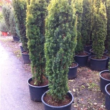 Taxus baccata 'Fastigiata Aurea', C 20 120- 140