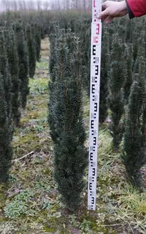 Taxus baccata 'Fastigiata Robusta'