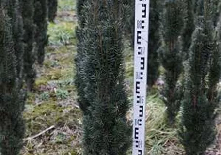 Taxus baccata 'Fastigiata Robusta' - Schmale Säuleneibe