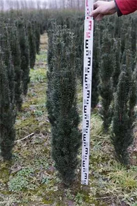 Schmale Säuleneibe - Taxus baccata 'Fastigiata Robusta'