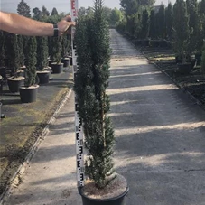 Taxus baccata 'Fastigiata Robusta', C 20 100- 120