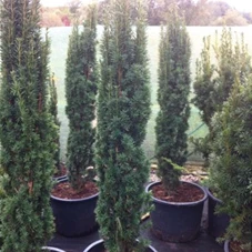 Taxus baccata 'Fastigiata Robusta', C 25 120- 140