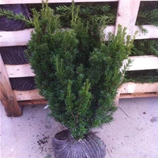 Taxus media 'Hillii' - Heckenpflanzen, MB 50- 60