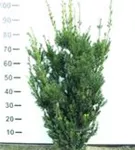 Eibe 'Hillii' - Taxus media 'Hillii' - Heckenpflanzen