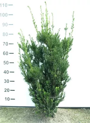 Eibe 'Hillii' - Taxus media 'Hillii' - Heckenpflanzen