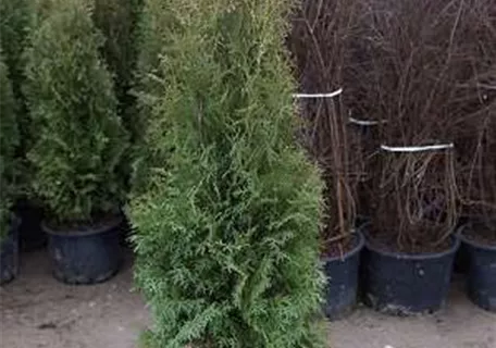 Thuja occidentalis 'Columna' - Säulen-Lebensbaum