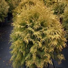 Thuja occidentalis 'Golden Globe', C 25 40- 50