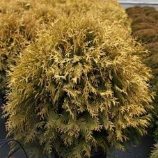 Thuja occidentalis 'Golden Globe', C 25 50- 60