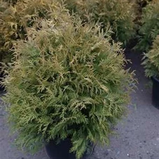 Thuja occidentalis 'Golden Globe', C 30 60- 80