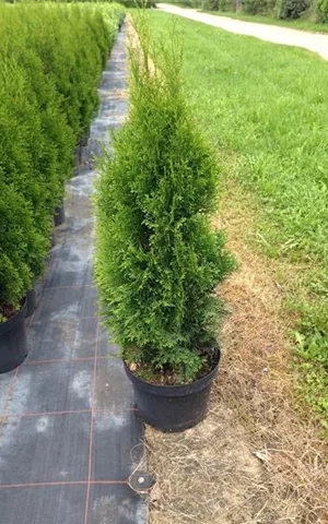 Thuja occidentalis 'Smaragd' - Heckenpflanzen