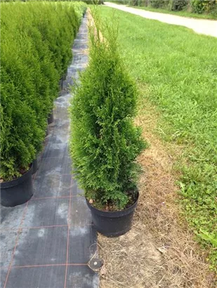 Lebensbaum 'Smaragd' - Thuja occidentalis 'Smaragd' - Heckenelemente