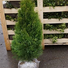 Thuja occidentalis 'Smaragd' - Heckenpflanzen, mB 80- 100