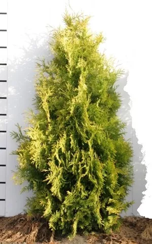 Thuja occidentalis 'Yellow Ribbon'