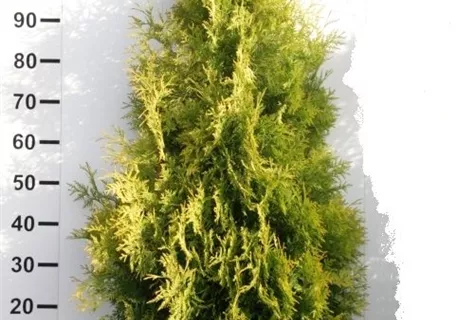 Thuja occidentalis 'Yellow Ribbon' - Lebensbaum 'Yellow Ribbon'