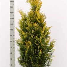 Thuja occidentalis 'Yellow Ribbon', C 25 125- 150