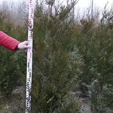 Thuja plicata 'Atrovirens', 3xv mB 150- 175