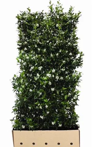 Trachelospermum jasminoides - Heckenelemente