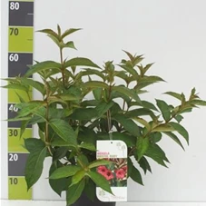 Weigela 'Bristol Ruby', C 3 40- 60