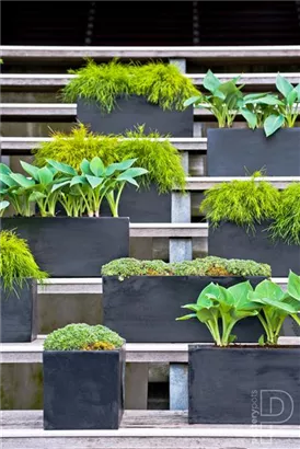 Natural - Balcony