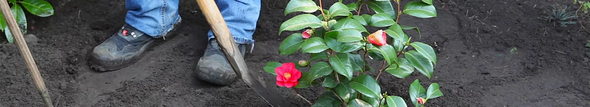 Kamelie - Einpflanzen im Garten