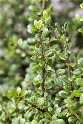 Japan-Stechpalme - Ilex crenata