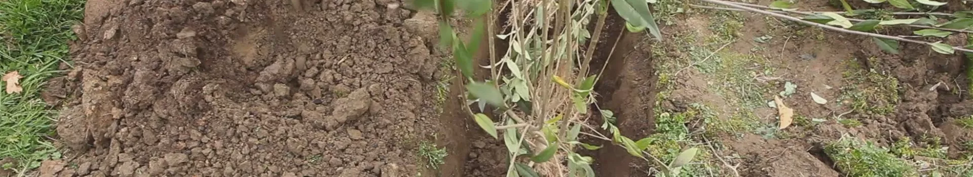 Ligusterhecke - Einpflanzen im Garten