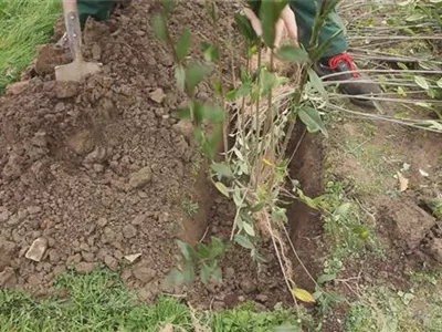 Ligusterhecke - Einpflanzen im Garten