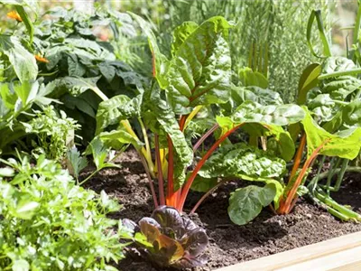 Frisches und leckeres Gemüse aus dem eigenen Garten