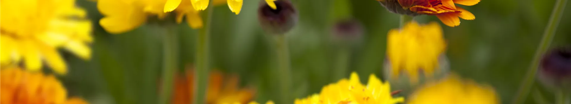 Gartenzauber im Zaubergarten. Etwas Magie gefällig?