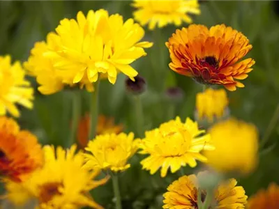 Gartenzauber im Zaubergarten. Etwas Magie gefällig?