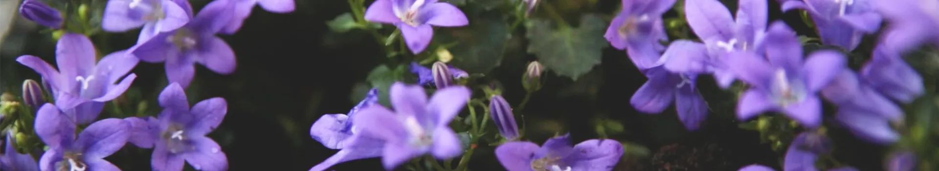 Dalmatiner Polster-Glockenblume - Einpflanzen im Garten