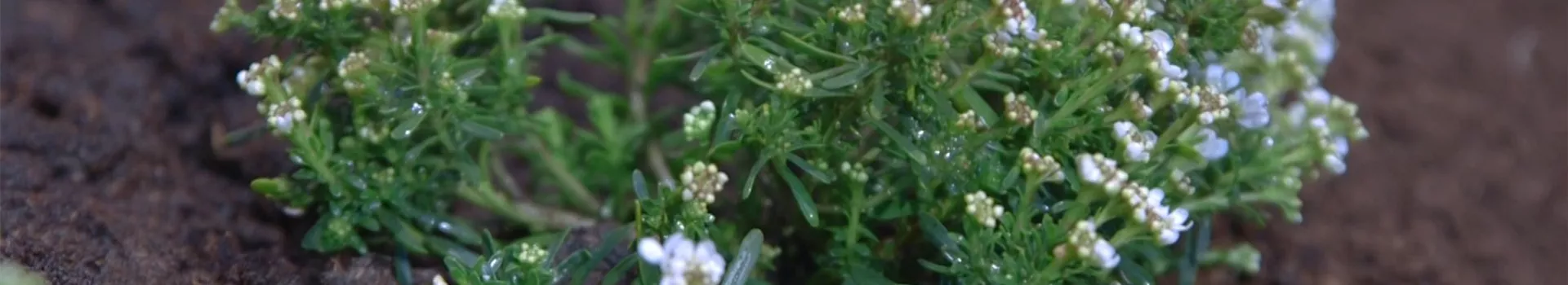 Schleifenblume - Einpflanzen im Garten