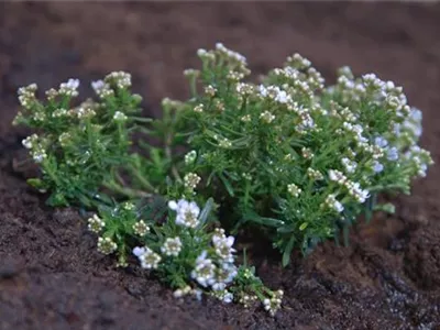 Schleifenblume - Einpflanzen im Garten