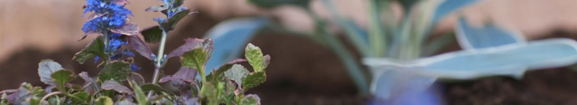 Kriechender Günsel - Einpflanzen im Garten