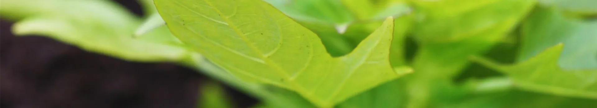 Zier Süßkartoffel - Einpflanzen im Garten