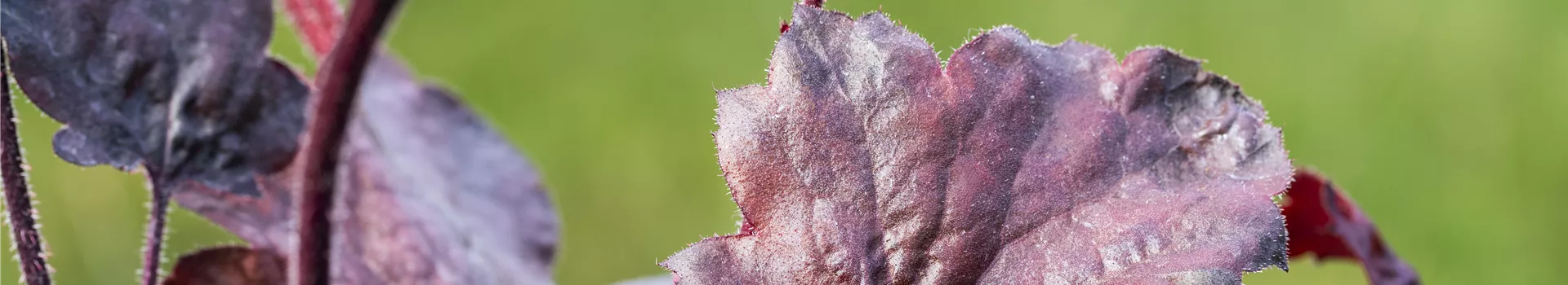 Silberglöckchen - Einpflanzen im Garten