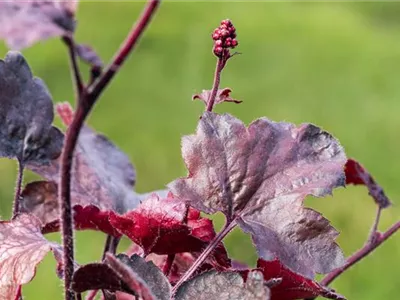 Silberglöckchen - Einpflanzen im Garten