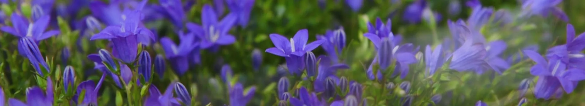 Glockenblume - Einpflanzen in den Garten