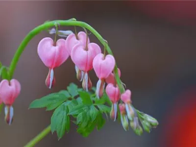 Tränendes Herz - Einpflanzen im Garten