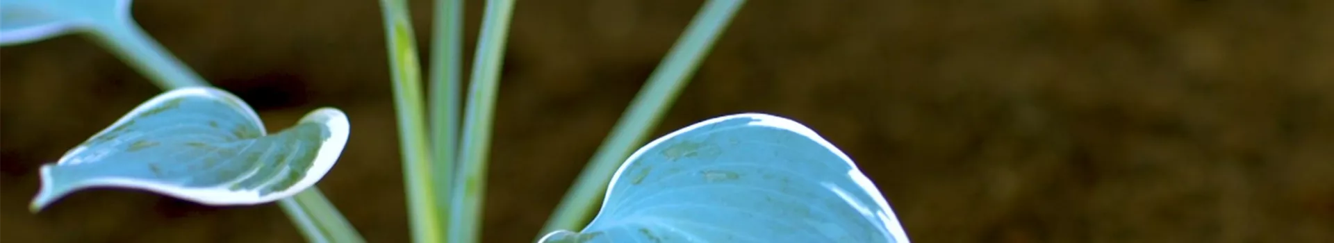 Funkien - Einpflanzen im Garten