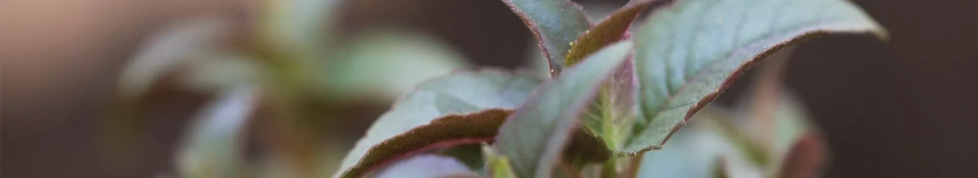 Minzblättrige Indianernessel - Einpflanzen im Garten