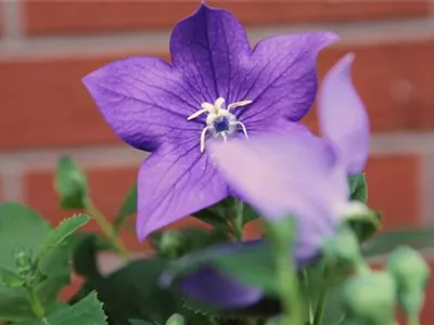 Ballonblume- Einpflanzen im Garten