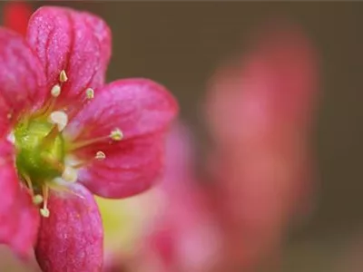 Moossteinbrech - Einpflanzen im Garten