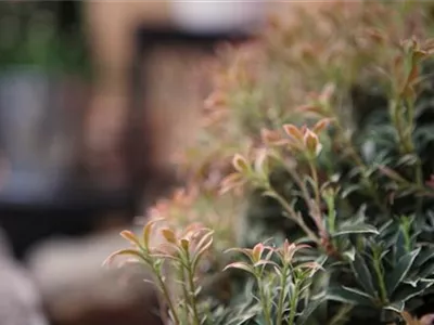 Japanisches Schattenglöckchen - Einpflanzen im Garten