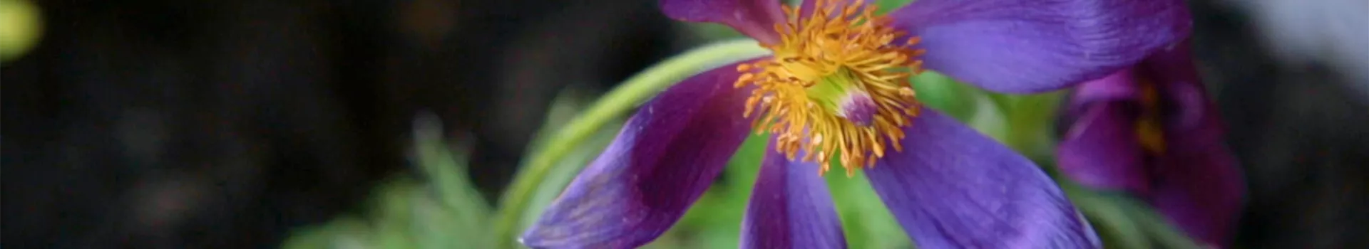 Küchenschelle - Einpflanzen im Garten