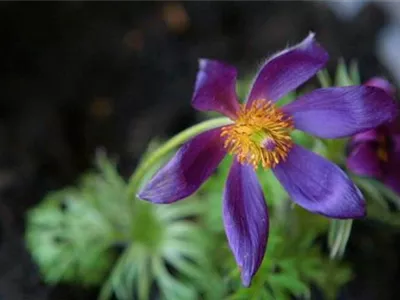 Küchenschelle - Einpflanzen im Garten