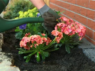 Gewöhnliche Bitterwurz - Einpflanzen im Garten