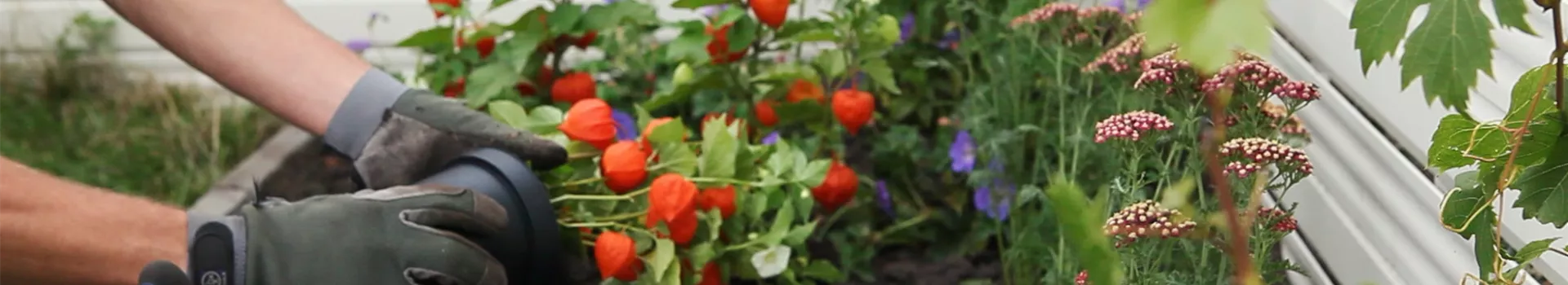 Physalis - Einpflanzen im Garten