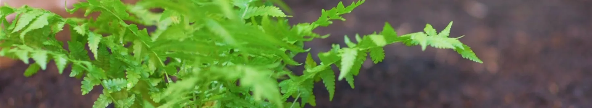 Becherfarn - Einpflanzen im Garten