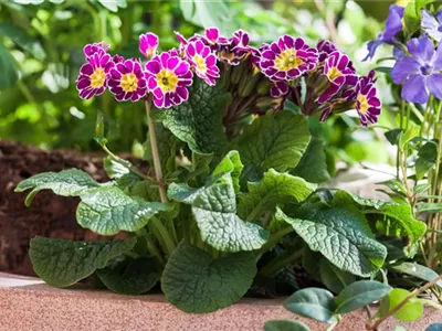 Tolle Frühblüher starten bunt ins Gartenjahr